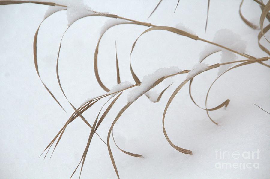 Grass Photograph - Winter Reach by Roland Stanke Grass Photograph - Winter Reach by Roland Stanke