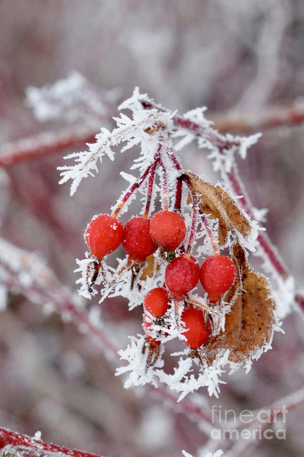 Winter Red Berries Photograph by Carol Groenen