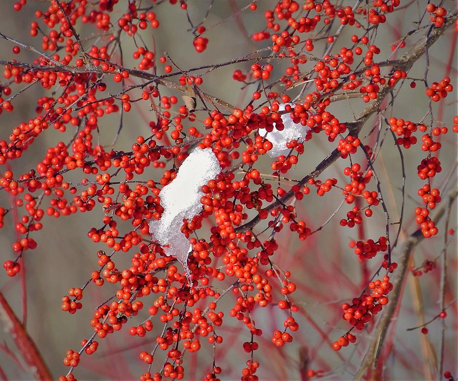 - Winter Red Berries Photograph by THERESA Nye