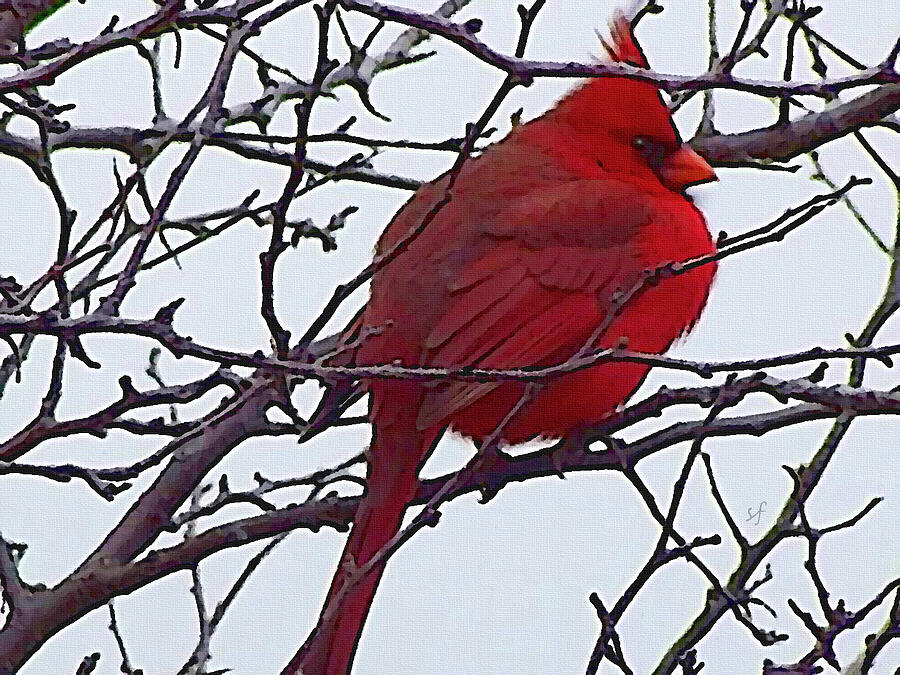 Winter Red Bird, a cardinal in winter Digital Art by Shelli Fitzpatrick