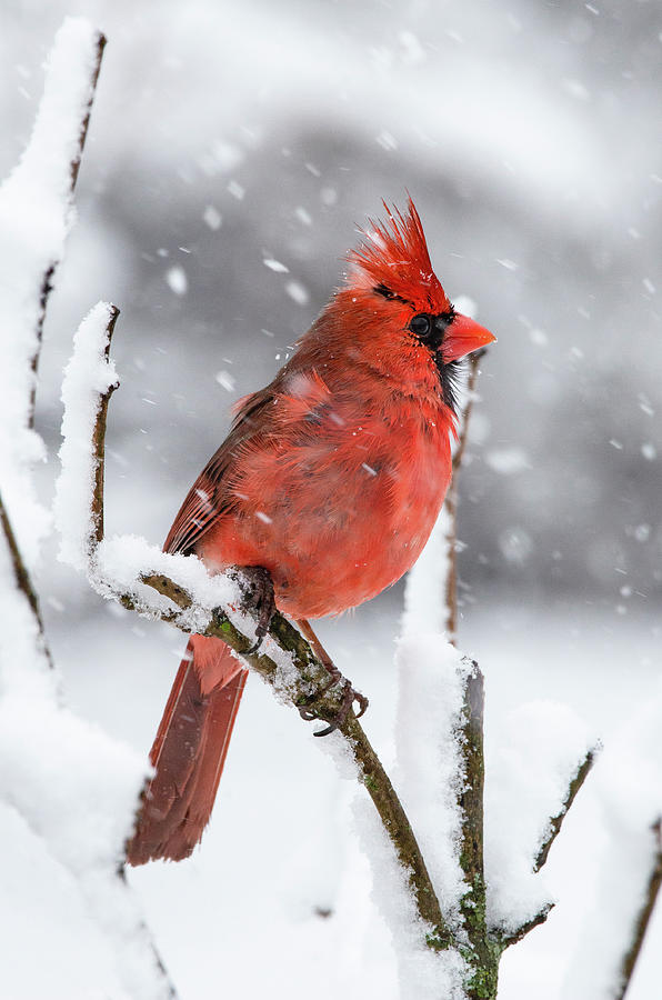 Winter Red Photograph by Eric Miller