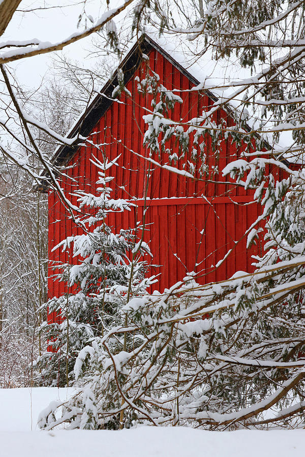 Winter Red Photograph By Gerry Raymonda Fine Art America