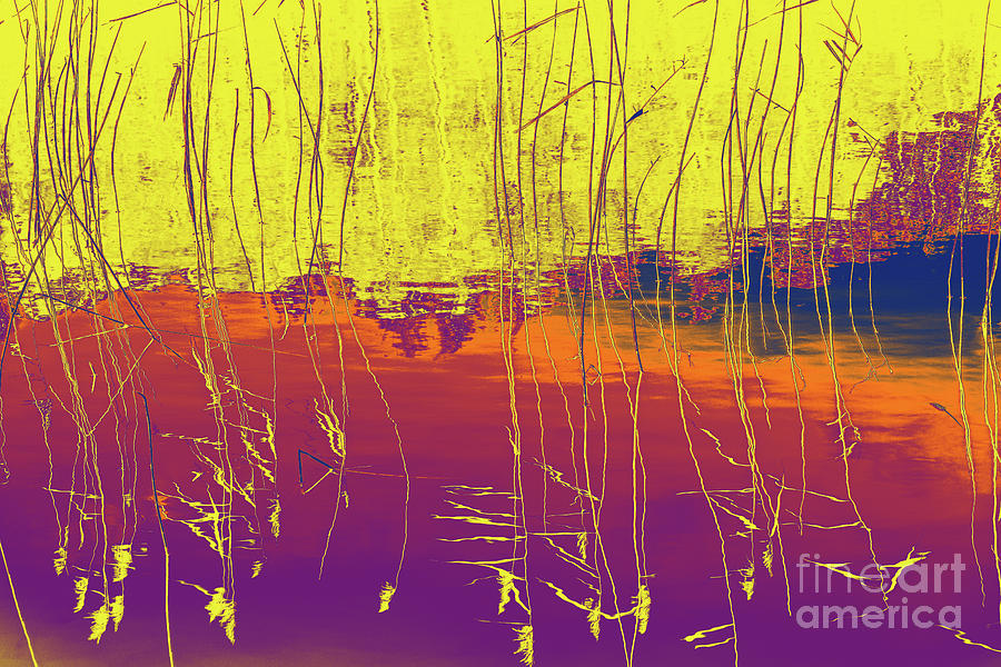 Winter Reed Abstract Photograph