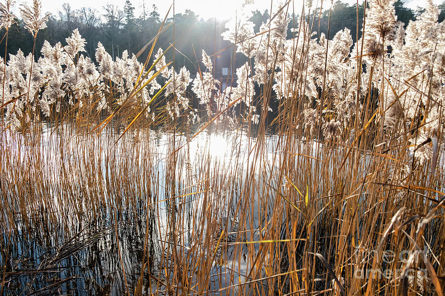 Winter reed Photograph by Marina Usmanskaya