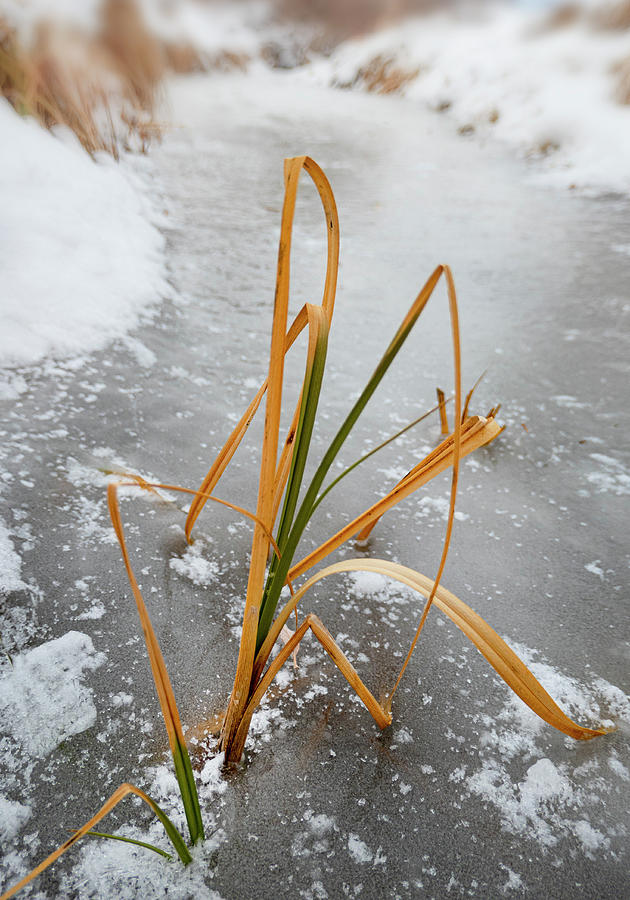 Winter Photograph - Winter Reeds In Ice by Phil And Karen Rispin