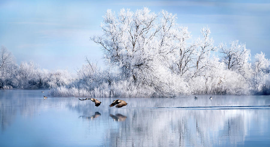 Winter Reflection Photograph by Judi Dressler