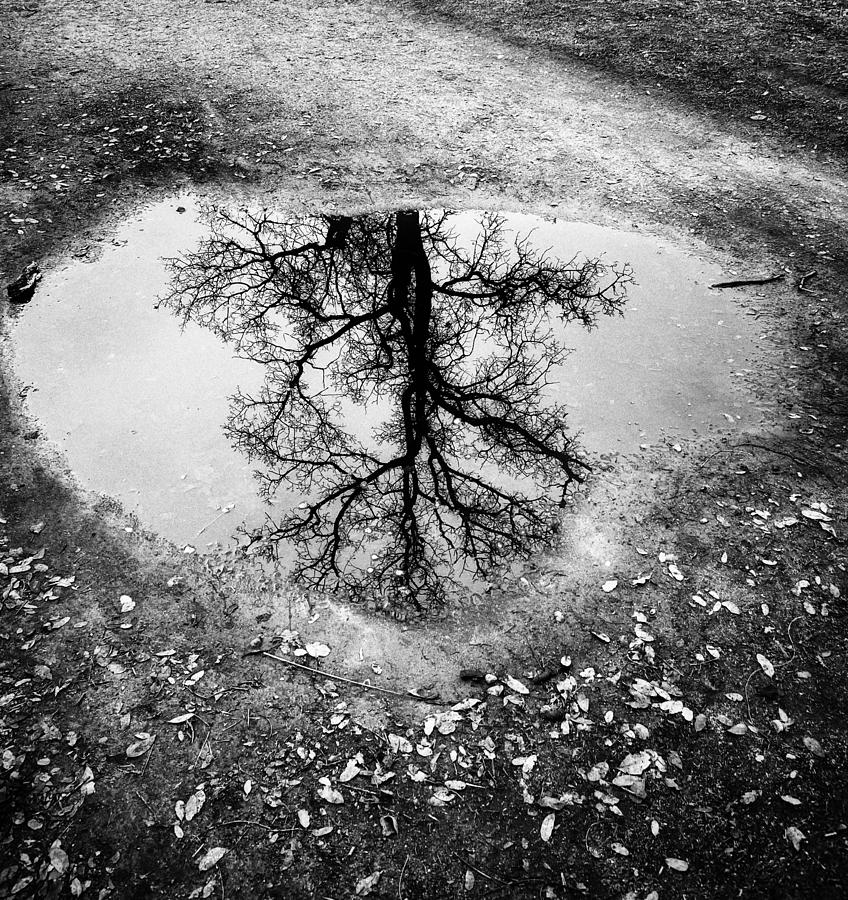Winter Reflection Photograph by Steph Gabler