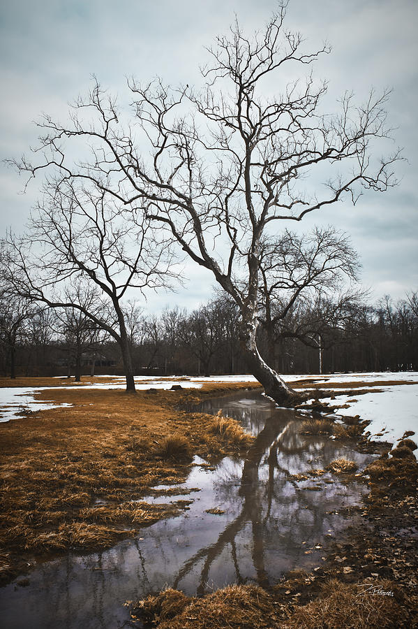 Winter Reflections  Photograph by Ingrid Zagers