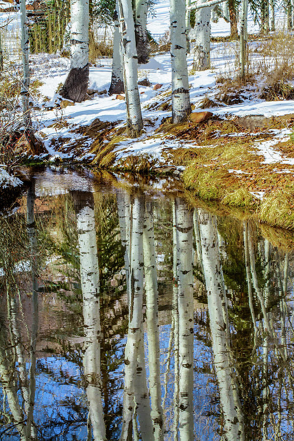Winter Reflections Photograph by Terry Walsh