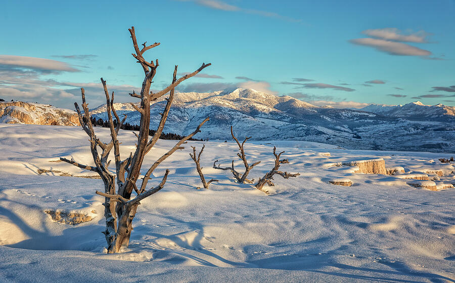 Winter Remains - Yellowstone Photograph by Stephen Stookey