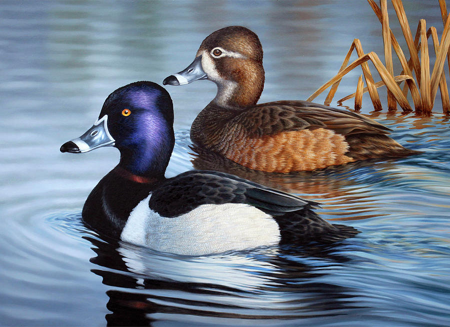 Waterfowl Painting - Winter Ringbills by Guy Crittenden