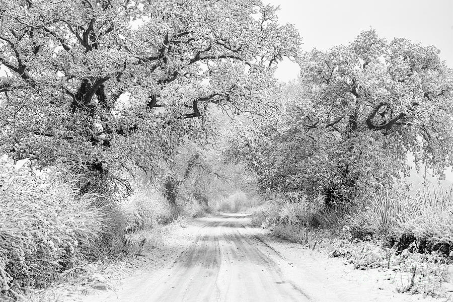 Winter Road Monochrome Photograph by Tim Gainey
