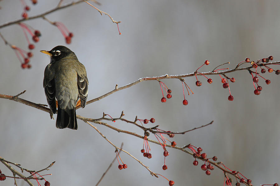 Winter Robin Photograph by Brook Burling
