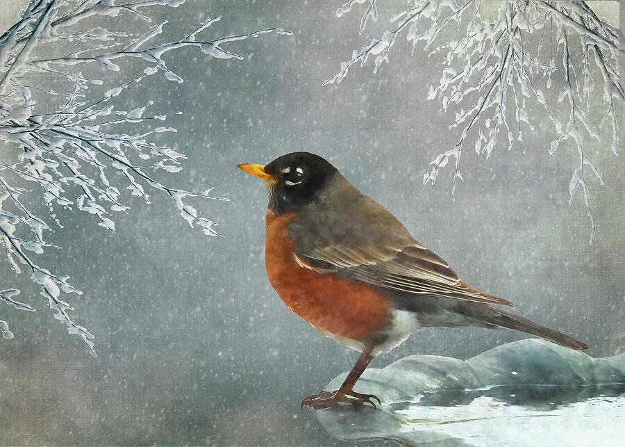 Winter Robin Photograph by Cathy Kovarik