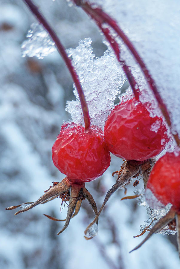 Winter Photograph - Winter Rose Hips by Phil And Karen Rispin
