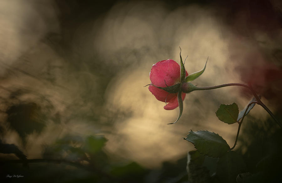 Winter rose Photograph by Tony DiStefano