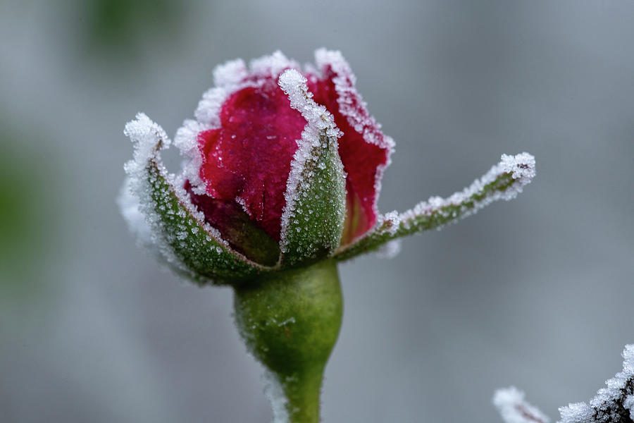 Winter Rosebud Photograph by Mark Hunter