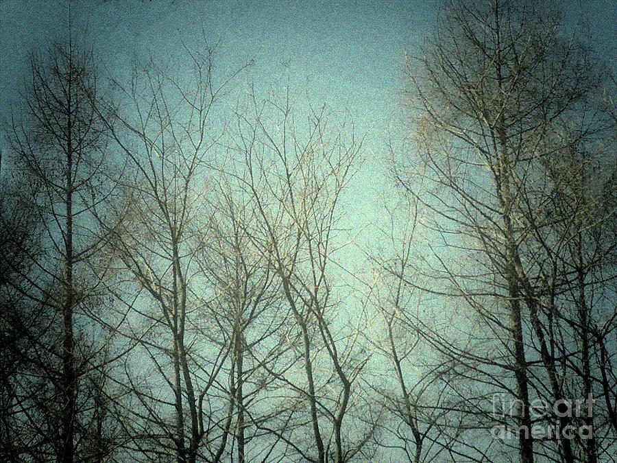 Winter by Sandy Gabriel Winter by Sandy Gabriel