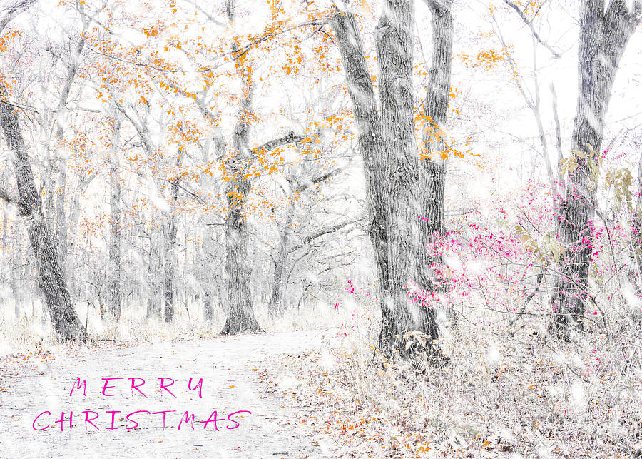 Winter Scene - Merry Christmas Greeting Card Photograph by David Morehead