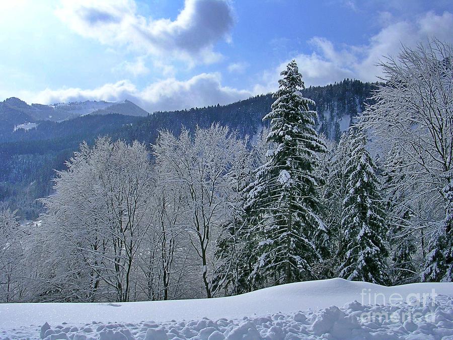 Winter Scene Photograph by Yvonne M Smith