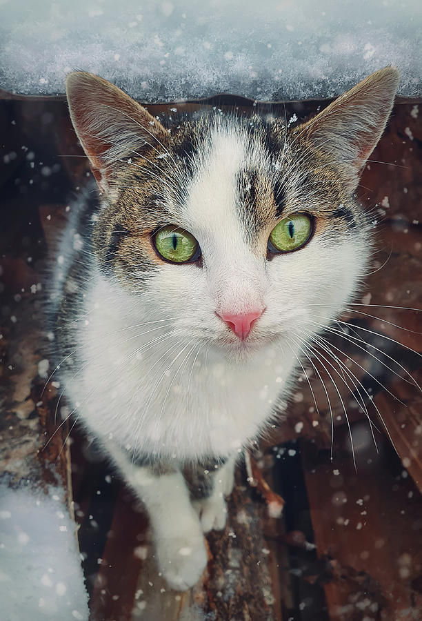 Winter Season Cat Portrait Photograph