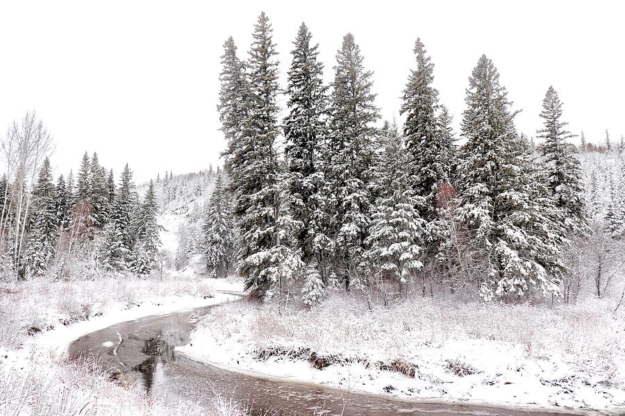 Winter Serenity Photograph by Jim Sauchyn