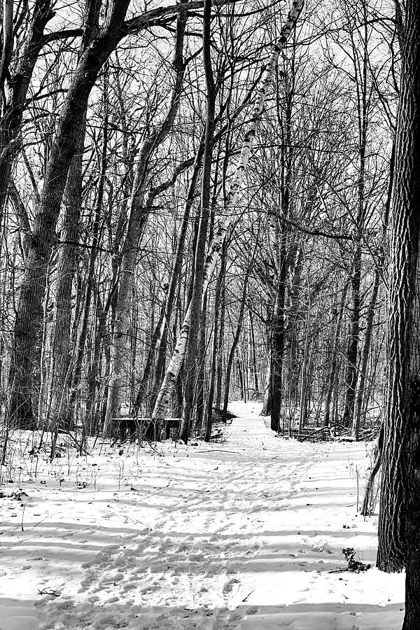 Winter Shadows 2 BW 011424 Photograph by Mary Bedy