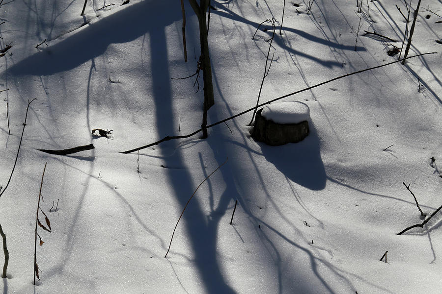 Winter Shadows and Stump 022022 Photograph by Mary Bedy