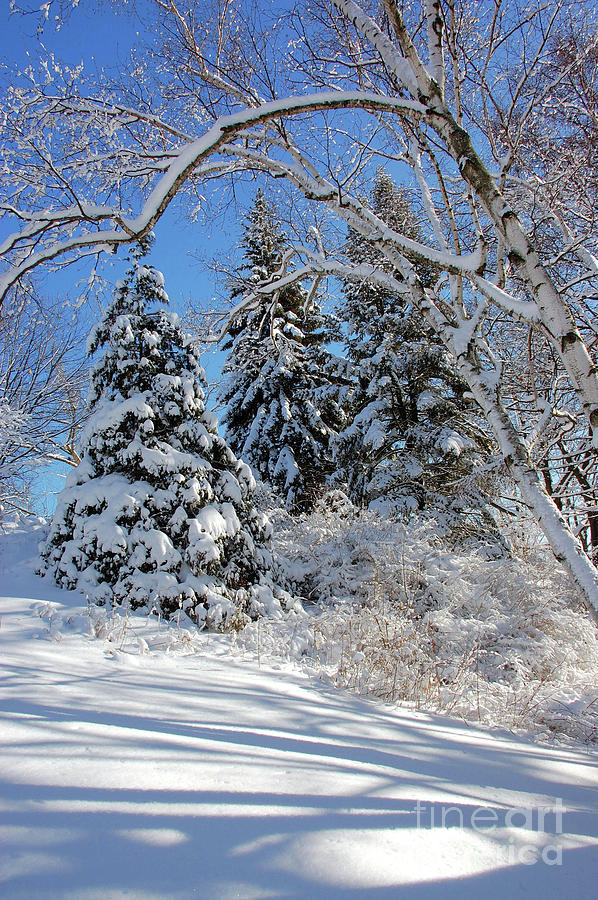 Winter Shadows in the Snow Photograph by Elaine Manley
