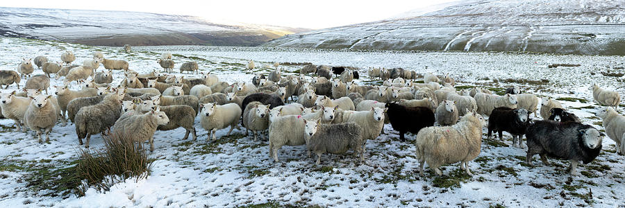 Winter sheep in the Yorkshire dales Photograph by Sonny Ryse