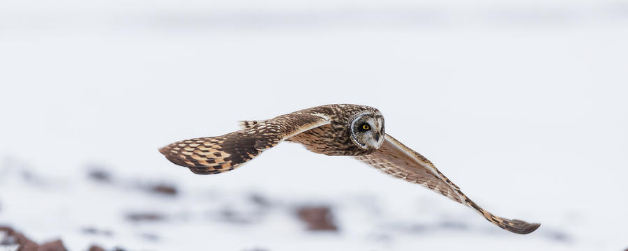Winter short-eared owl in Nova Scotia 01 Photograph by Murray Rudd