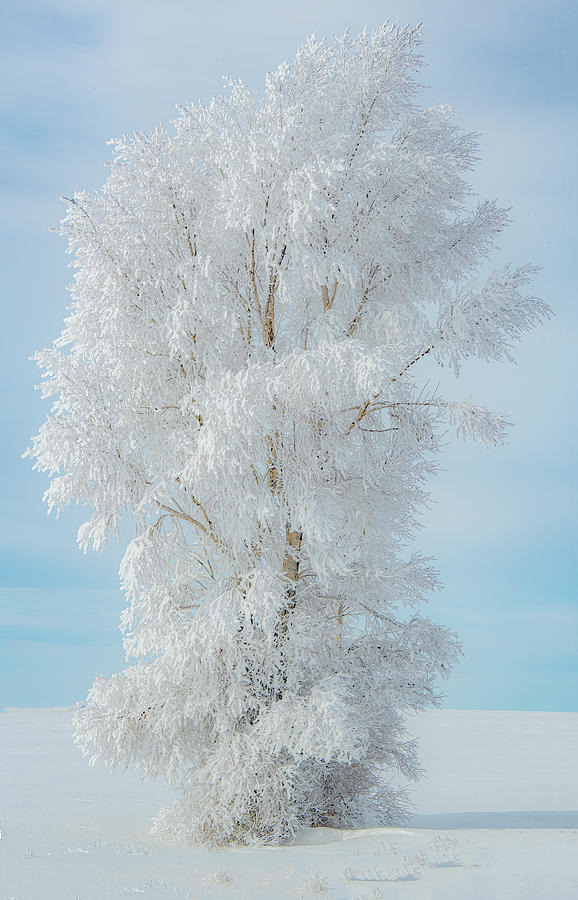Winter Photograph - Winter Showstopper by Marcy Wielfaert