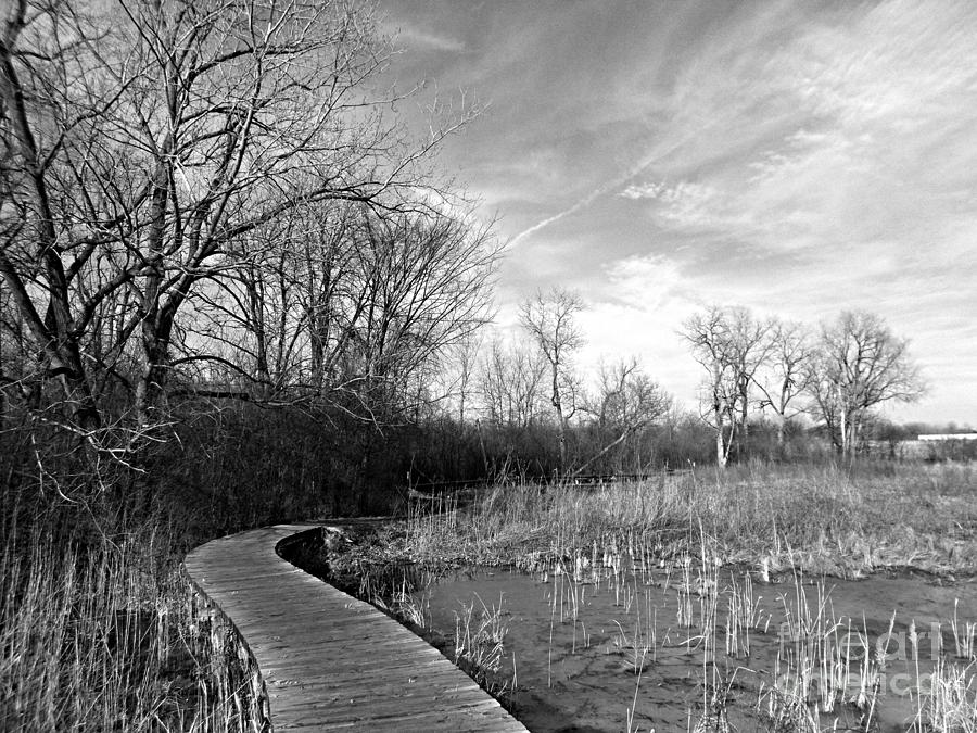 Winter Sky Over The Wetlands Photograph by Frank J Casella