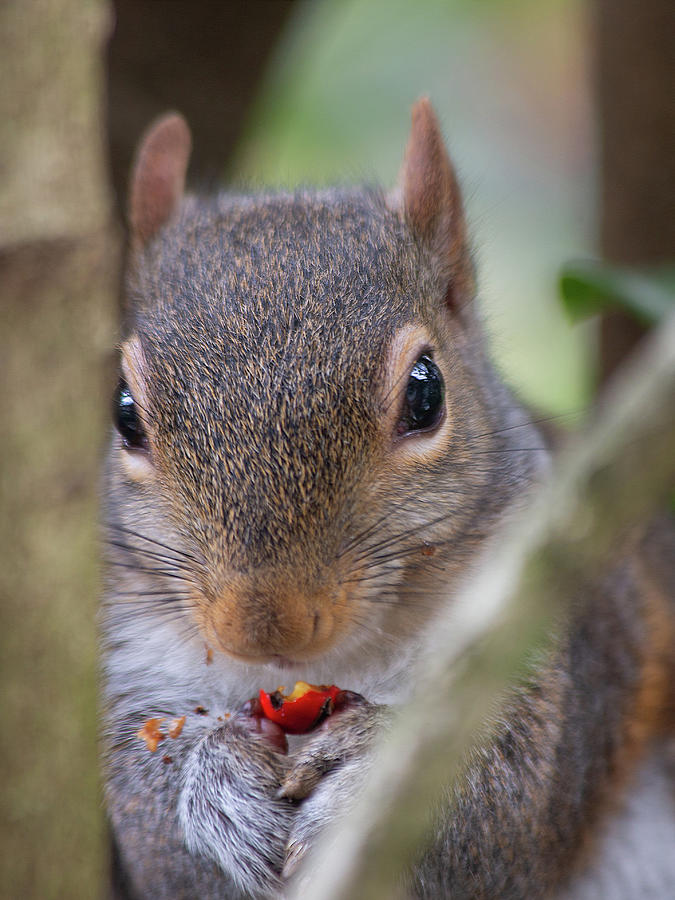 Winter Snack Photograph by Gina Fitzhugh
