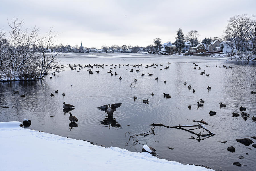 Winter snow and birds congregating on Flax Pond in Lynn Massachusetts Photograph by Toby McGuire