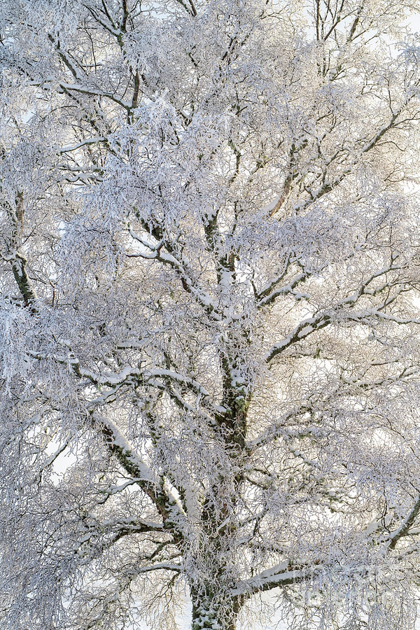 Winter Snow Birch Photograph by Tim Gainey