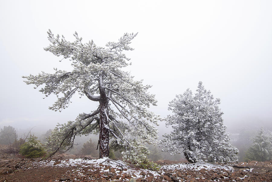 Winter snow forest landscape at the mountains with trees.  Photograph by Michalakis Ppalis