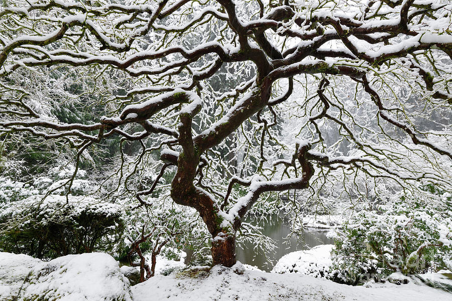 Winter Snow on Maple Tree in Portland Japanese Garden Photograph by Tom Schwabel