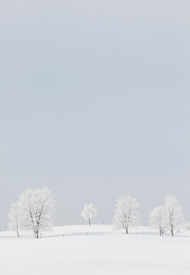 Winter Snow Scene - Barely There Vertical Photograph by Patti Deters