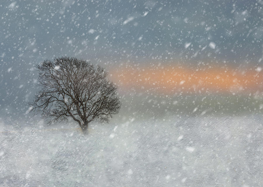 Winter snow scene Photograph by Sue Leonard