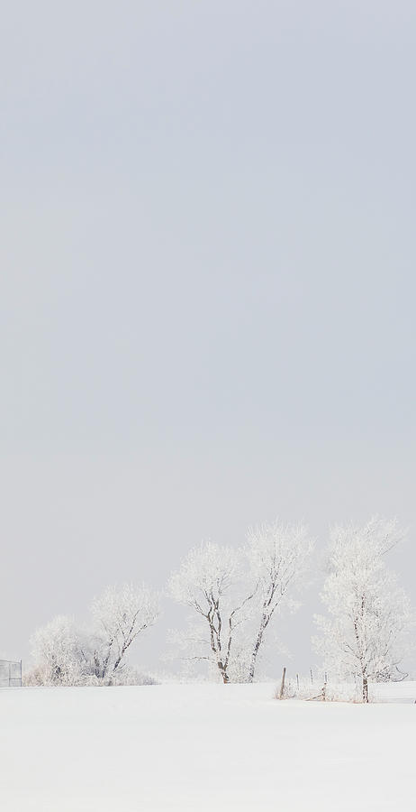 Winter Snow Scene - Vertical 1 Photograph by Patti Deters