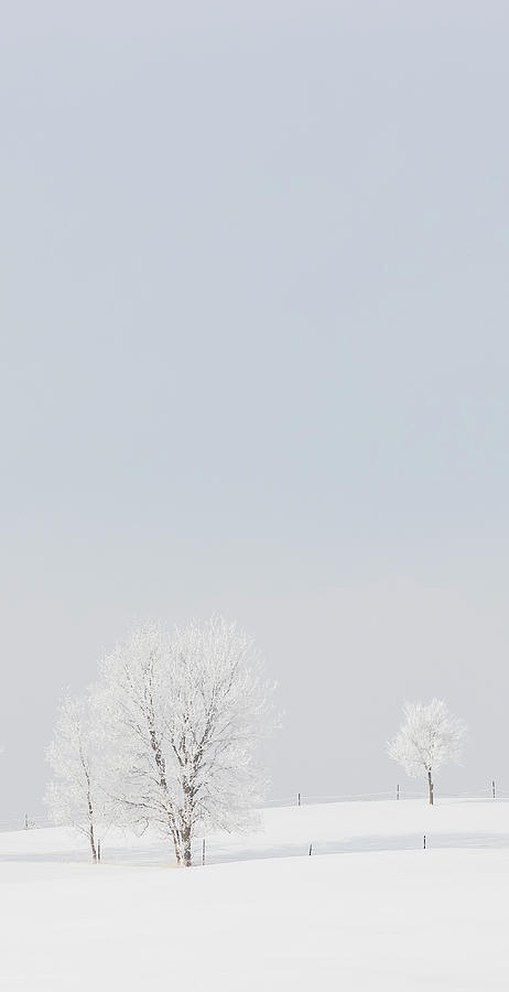 Winter Snow Scene - Vertical 2 Photograph by Patti Deters