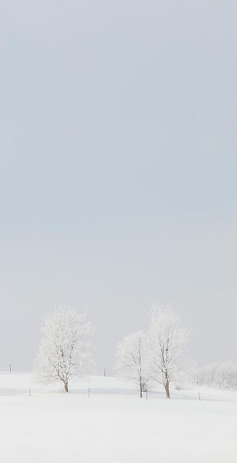 Winter Snow Scene - Vertical 3 Photograph by Patti Deters