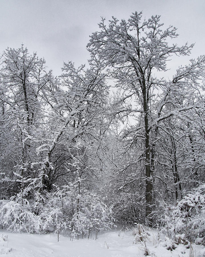 Winter Snow Photograph by Scott Olsen