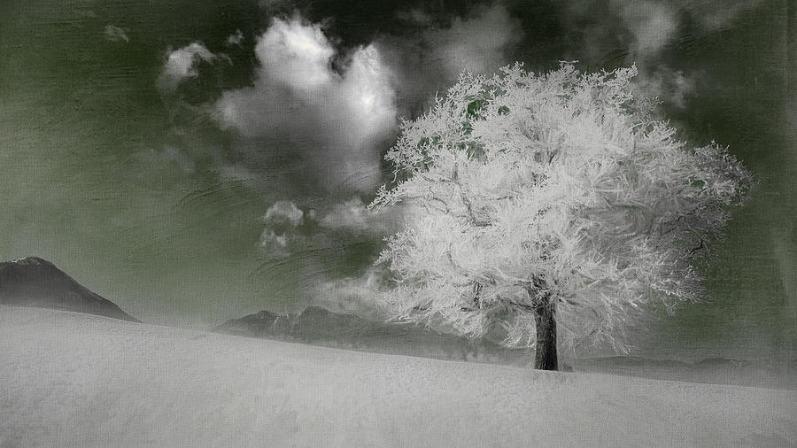 Winter Snow Tree Digital Art by Terry Davis