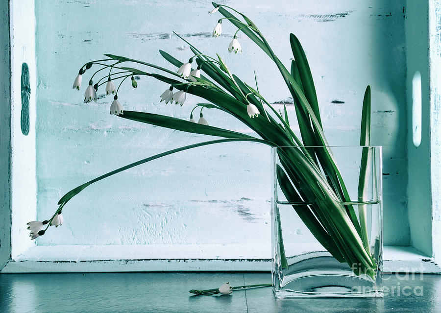 Winter snowdrops in square glass vase Photograph by Milleflore Images