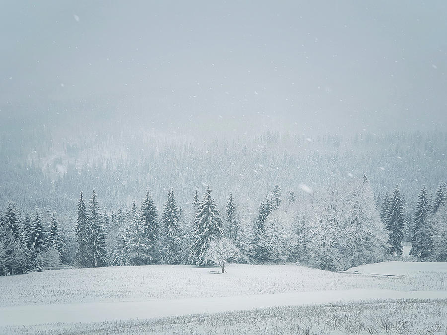 Winter Snowfall Landscape In Carpathian Mountains. Wonderful Idy Photograph