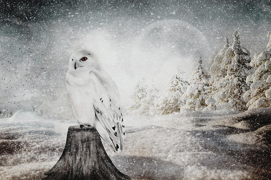 Winter Snowy Owl Digital Art by TnBackroadsPhotos
