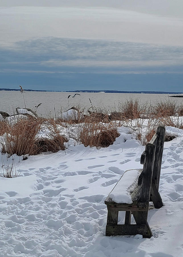 Winter Solitude Photograph by Christina McGoran