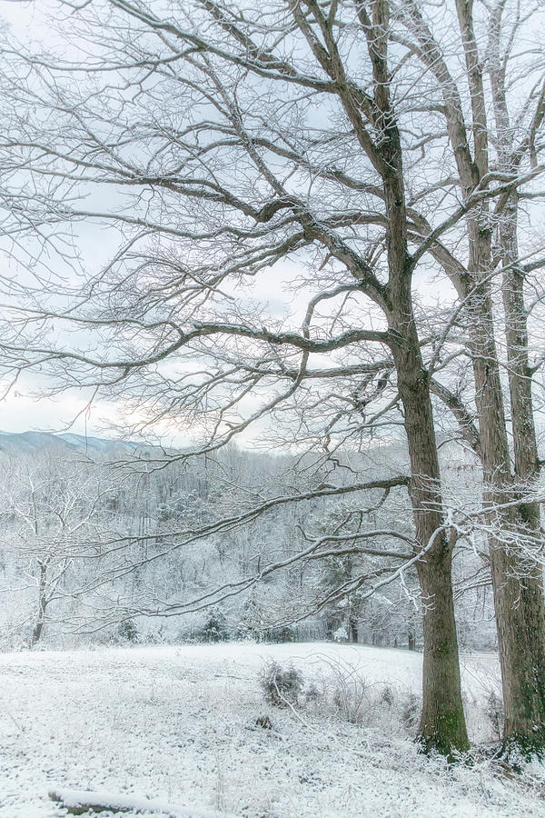 Winter solitude Photograph by Tricia Louque